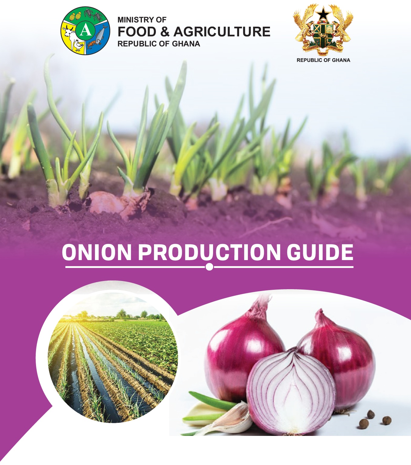 onion production guide