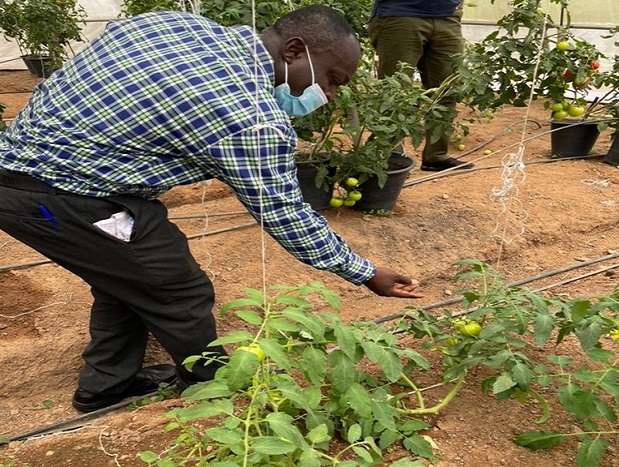 Dr Michael Osei Tomato Breeder CSIRCrops Research Institute