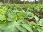 Tomato_field_at_Tuobodom_2
