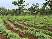 Tomato_field_at_Tuobodom_3