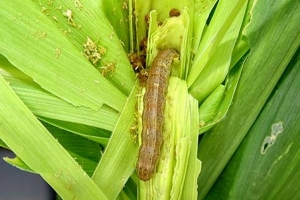Public Alert: Resurgence of Fall Armyworm Infestations
